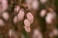 St. Dabeocâs heath Daboecia cantabrica Irish Princess, sea of veined pink flowers Royalty Free Stock Photo